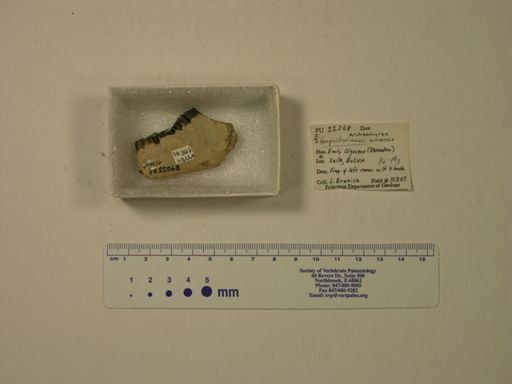 Archaeohyrax suniensis