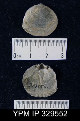 Rhipidomella leucosia