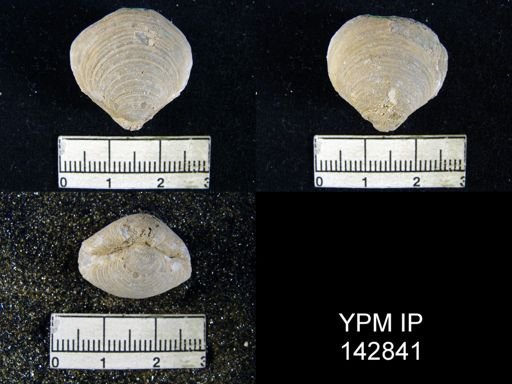 Athyris capillata