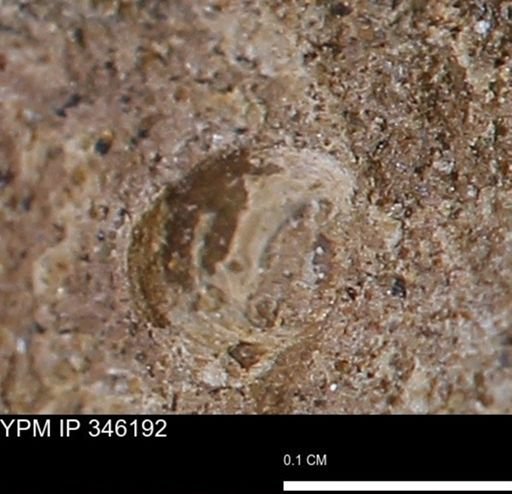 undet. Mollusca