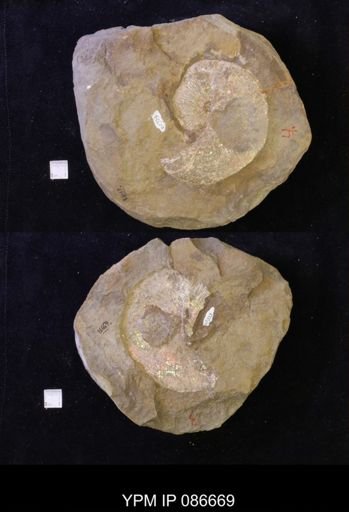 Hoploscaphites nicolletii