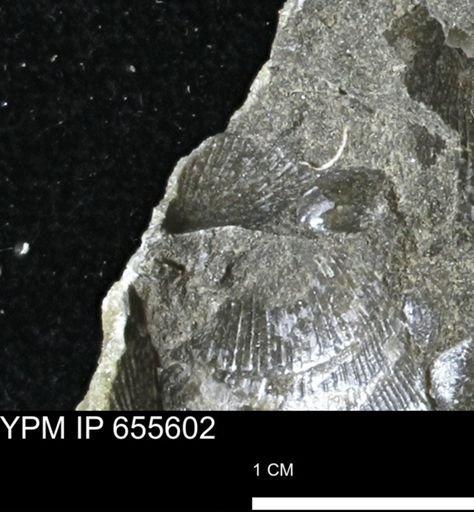 Oxytoma (Hypoxytoma) nebrascana