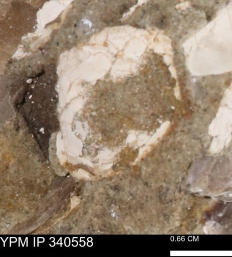 Ostrea glabra