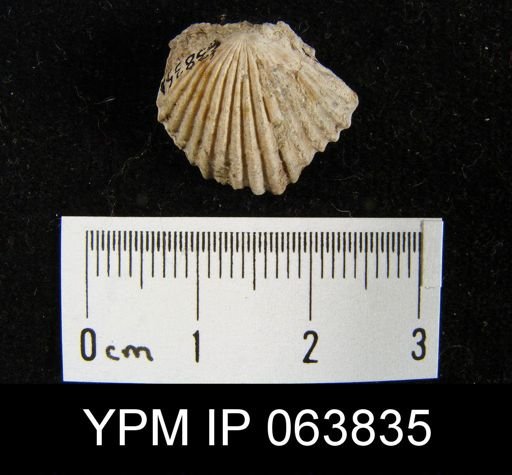 Trigonirhynchia tennesseensis