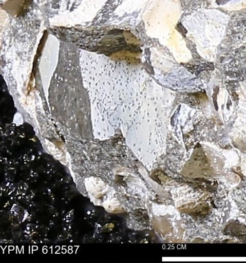 undet. Mollusca