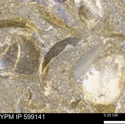 undet. Bryozoa