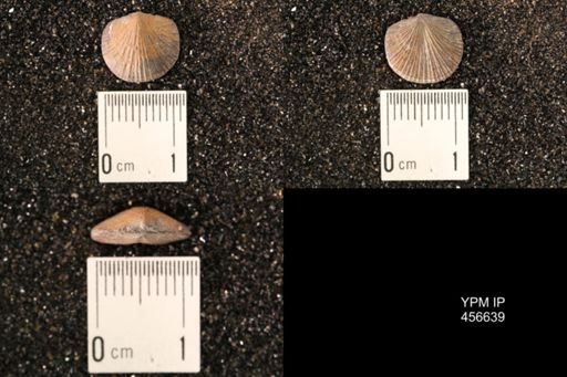Dalmanella testudinaria