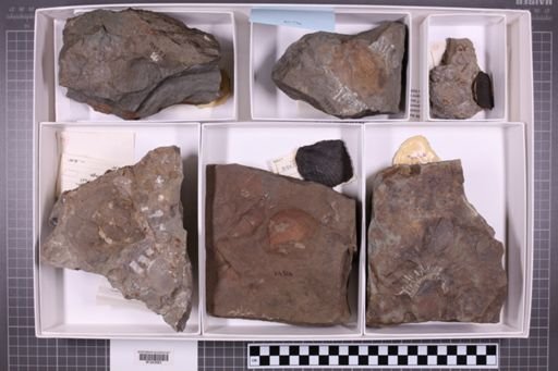 mixed taxa, stratigraphic collection
