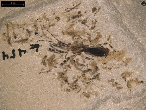 undet. Diptera