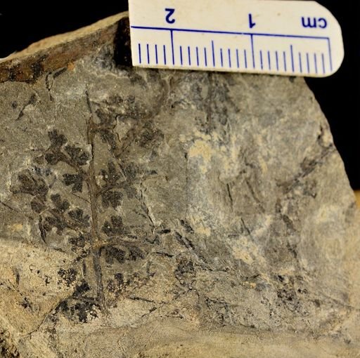 Sphenopteris sp.