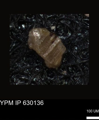undet. Foraminiferida