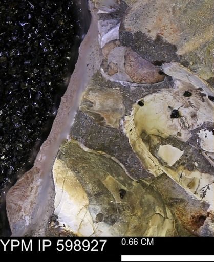 undet. Mollusca