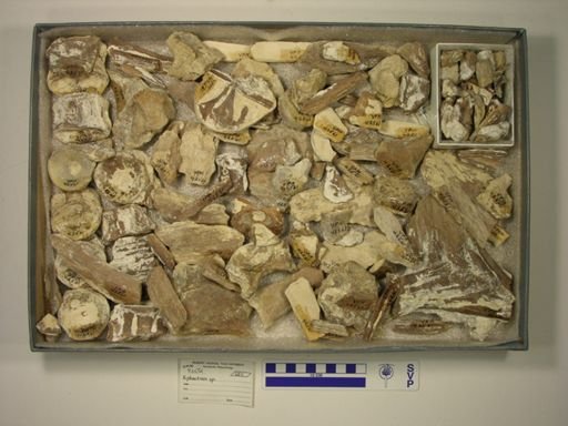Xiphactinus sp.