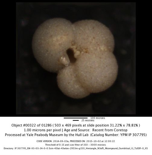 undet. Foraminiferida