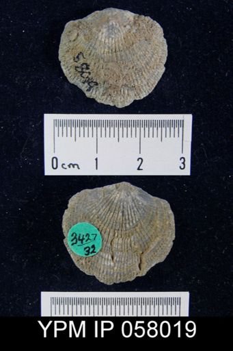 Atrypa reticularis