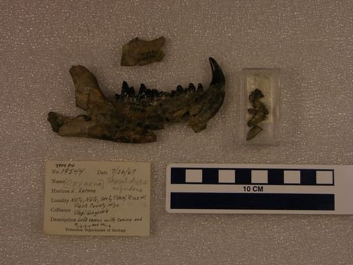 Dipsalidictis aequidens