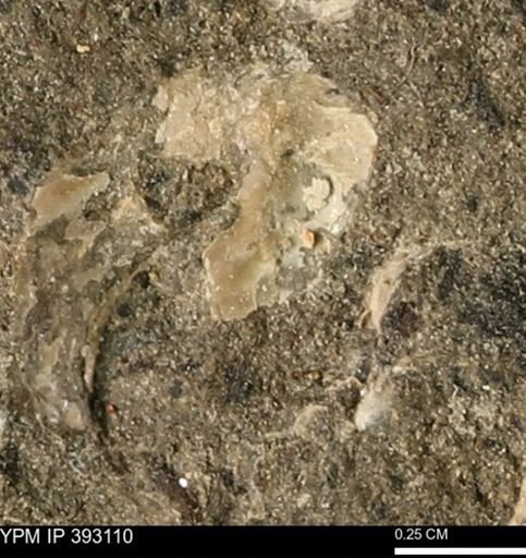 Scaphites sp.