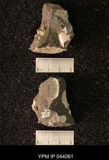 Hoploscaphites nicolletii