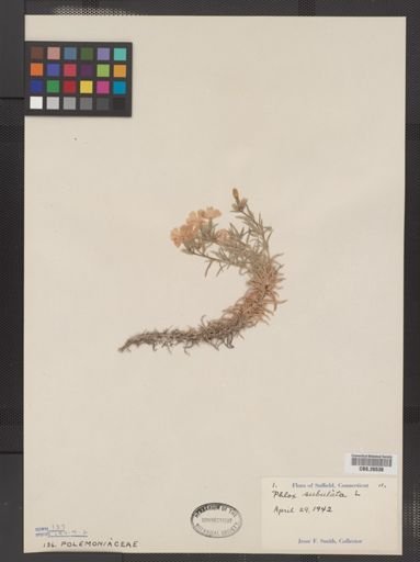 Plantae
