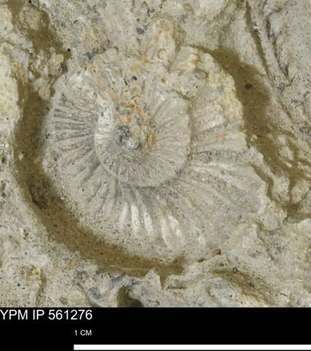 undet. Ammonoidea
