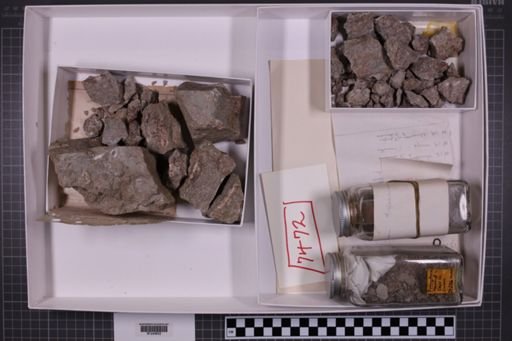 mixed taxa, stratigraphic collection