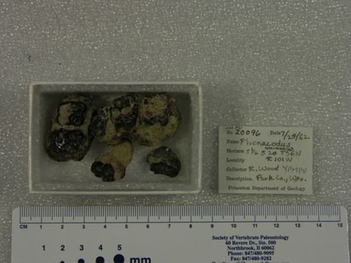 Phenacodus intermedius