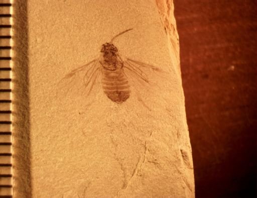 undet. Apoidea