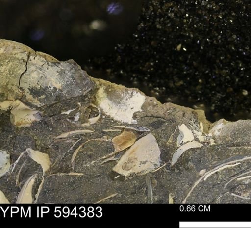 Protocardia sp.