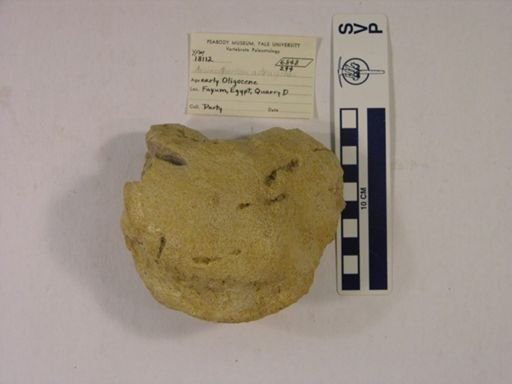 Arsinoitherium sp.