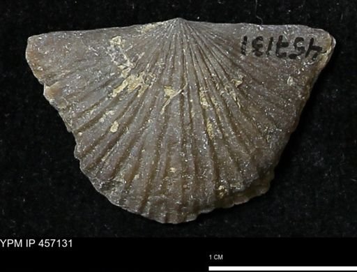Stropheodonta sp.