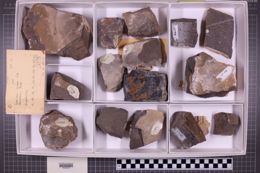 mixed taxa, stratigraphic collection