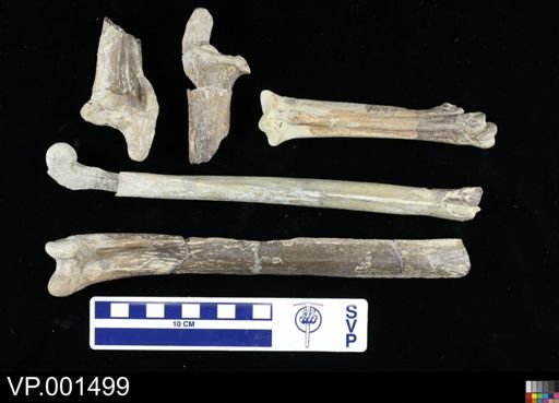 Hesperornis