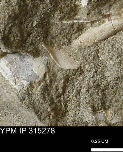 undet. Mollusca