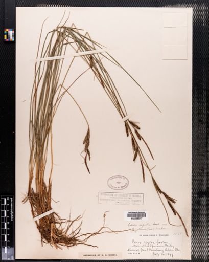 Carex bigelowii
