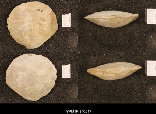 Cyprimeria crassa