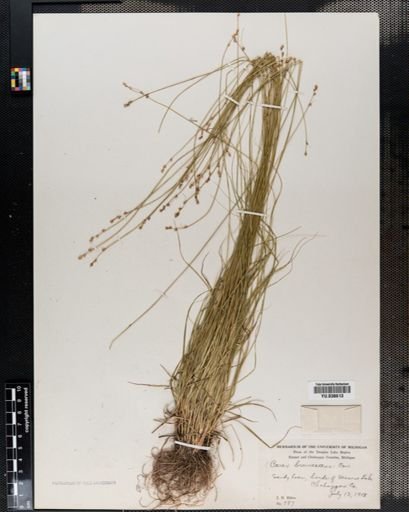 Carex brunnescens