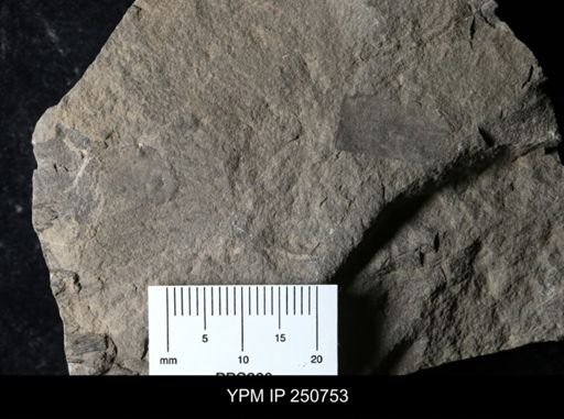 Erieopterus sp.