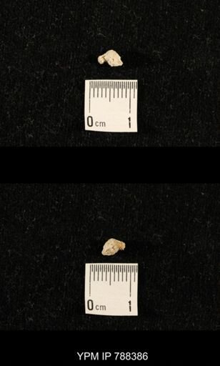 taxon undetermined
