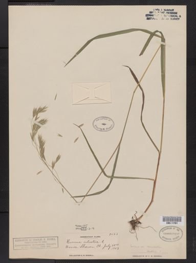 Bromus ciliatus