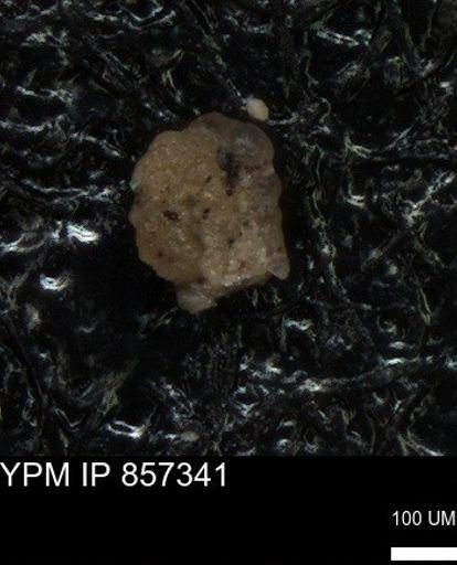 Heterohelicidae