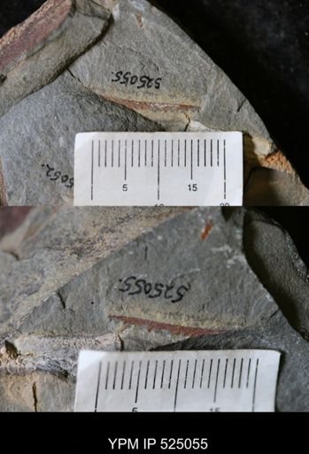 undet. Graptolithina