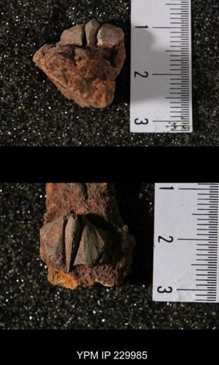 Neospirifer sp.