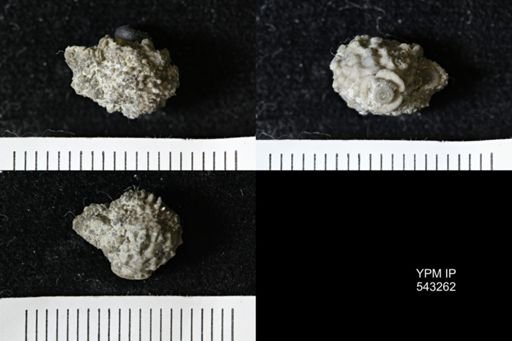 Gennaeocrinus variabilis