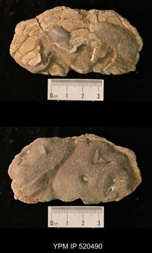Scutellaster interlineatus