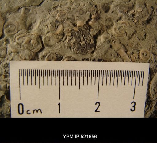 Aganaster gregarius