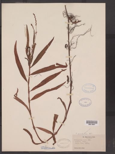 Polygonum punctatum