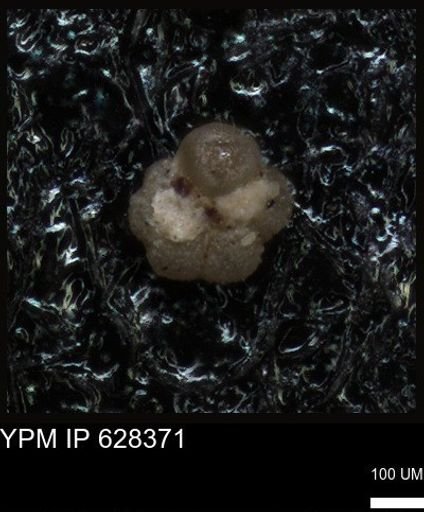 undet. Foraminiferida