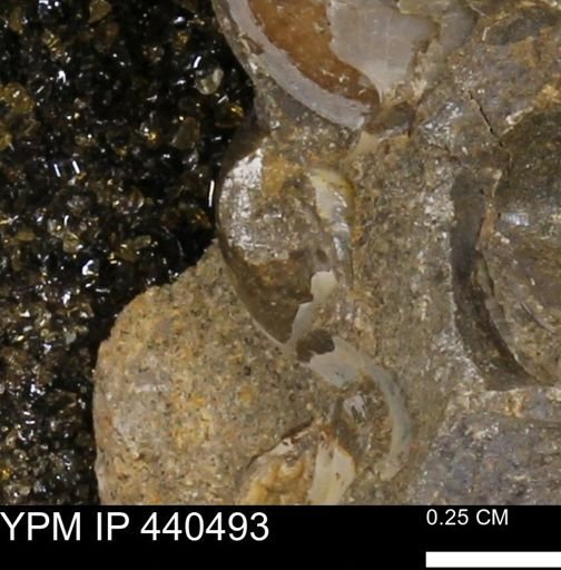 Protocardia subquadrata