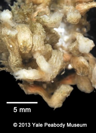 Octocorallia