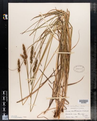 Carex annectens